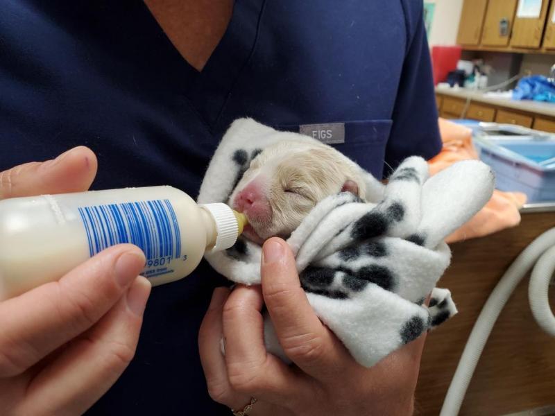 puppy nursing on stuffed animal